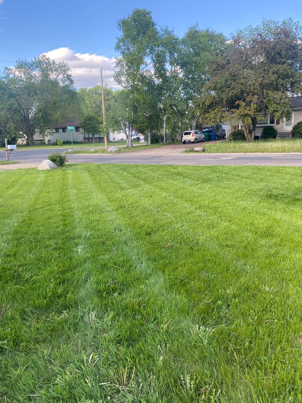 Lush green lawn with striped grass, trees, and suburban street view in the background.