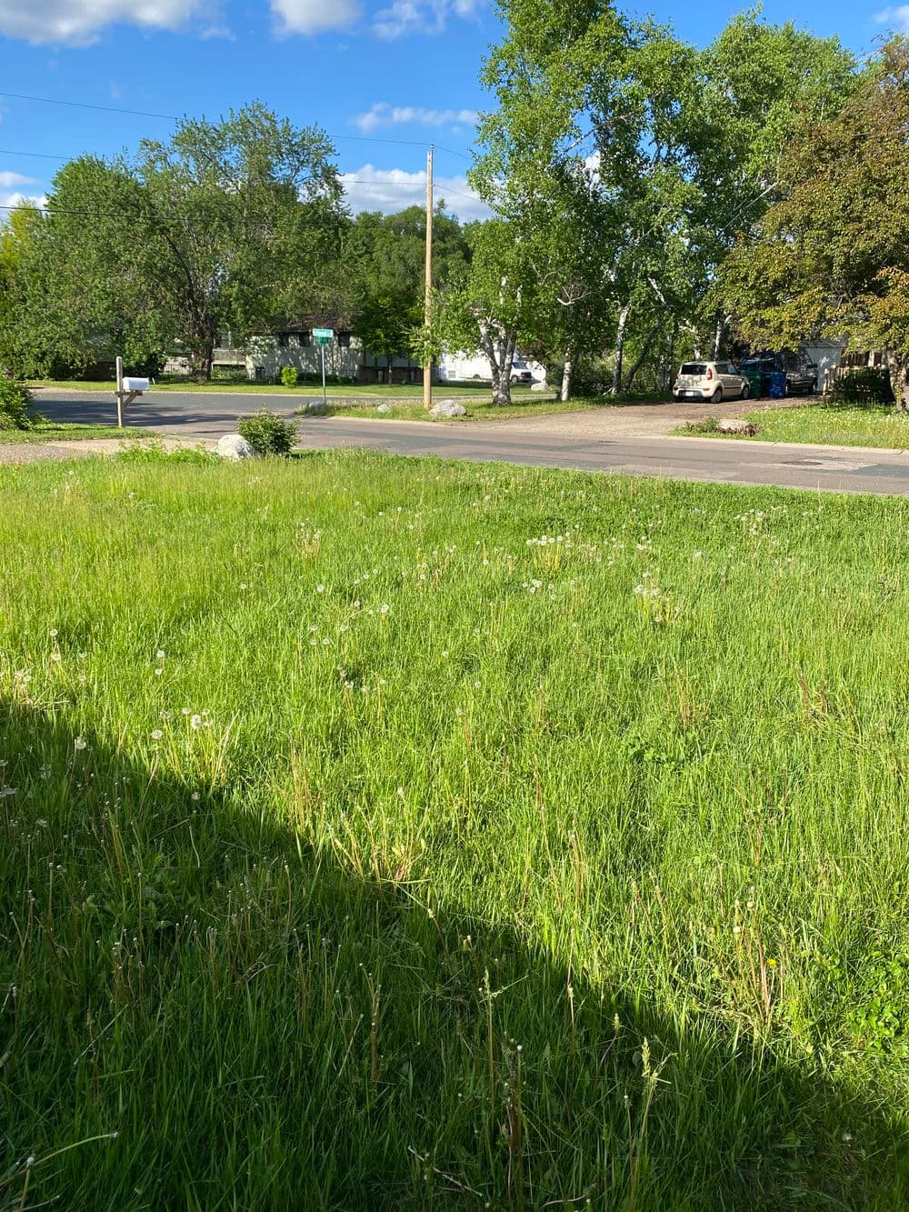 Lush green lawn and flowering weeds beside a quiet street on a sunny day.